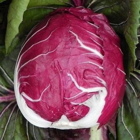 Cykoria sałatowa Rouge de Verone 0,5g
