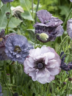 Mak polny Amazing Grey 0,1g