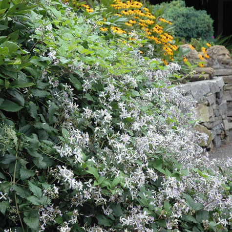 Powojnik Clematis okrywowy Praecox (C2)