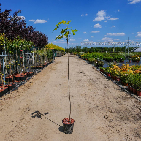 Klon pospolity Priceton Gold szczepiony na pniu