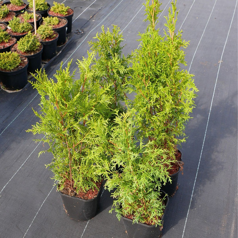 Thuja Tuja Żywotnik zachodni Brabant (C2)