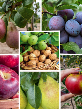 Zestaw Drzewek Owocowanie Październik Listopad Plant Pack