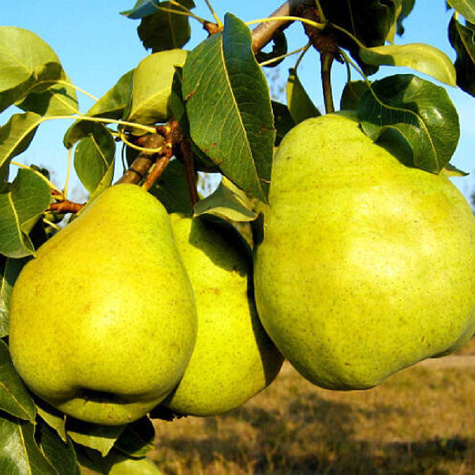 Grusza Blanka wielkoowocowa Plant Pack