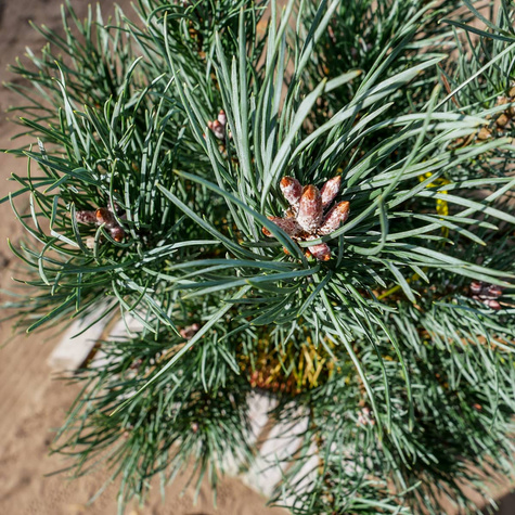 Sosna zwyczajna Watereri