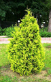 Thuja Tuja Żywotnik zachodni Europe Gold