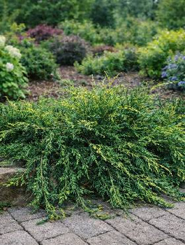 Jałowiec płożący Variegata