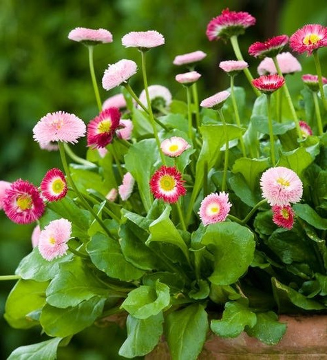 Stokrotka trwała mieszanka 0,1g