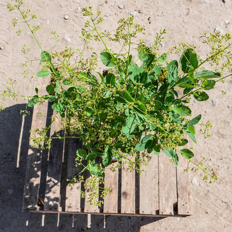 Perukowiec podolski Young Lady Puszysty Krzew (C2)