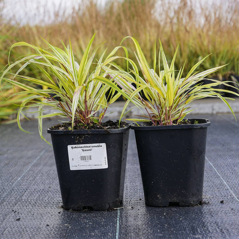 Hakonechloa smukła Naomi (C2)