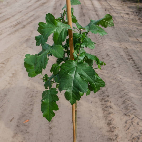 Głóg Dwuszyjkowy Paul's Scarlet Szczepiony Na Pniu