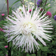 Aster chiński igiełkowy wysoki biały 1g