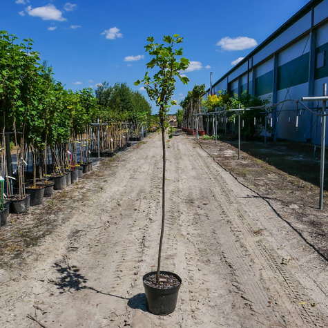 Porzeczka czerwona Rovada na pniu w doniczce