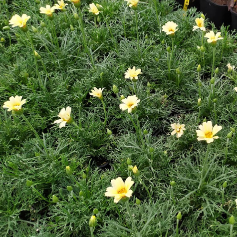 Stokrotka marokańska Sunshine Peach (C2)