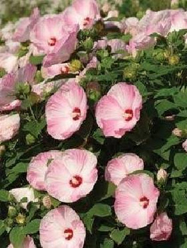 Hibiskus bagienny Luna Pink Swirl (C2)