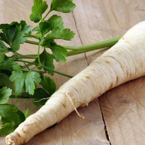 Pietruszka korzeniowa Halblange Berlińska późna 5g