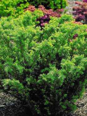 Cis pośredni Fairview (C2)