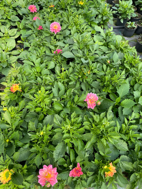 Dalia Lubega Power Tropical Punch