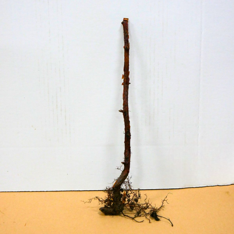 Malina powtarzająca owocowanie Plant Pack