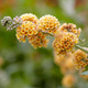Budleja Weyera Sungold (C2)
