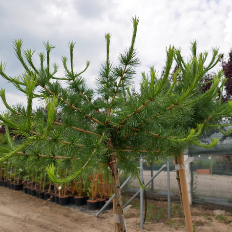 Modrzew europejski na pniu Kórnik