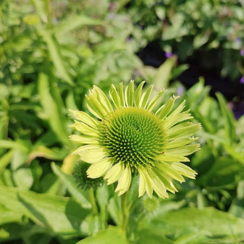 Jeżówka purpurowa Verdana (C2)