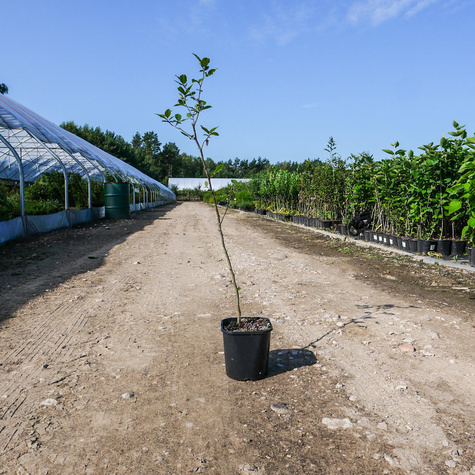 Grab pospolity Soliter Aleja Szpaler Figura (C2)