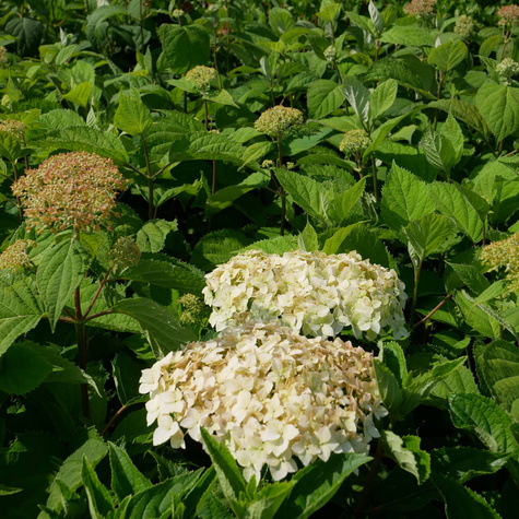 Hortensja drzewiasta Candybelle Marshmallow (C2)