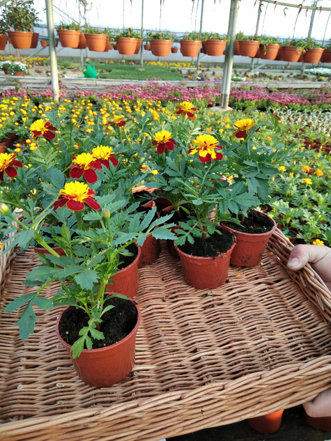 Aksamitka Aksamitki Byczek żółto-brązowa nisk Odstrasza Komary