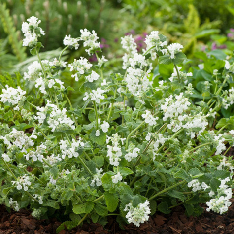 Kocimiętka Faassena Alba (C2)