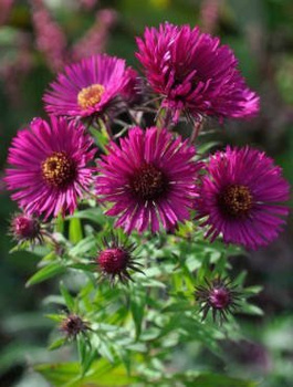 Aster nowoangielski Septemberrubin (C2)