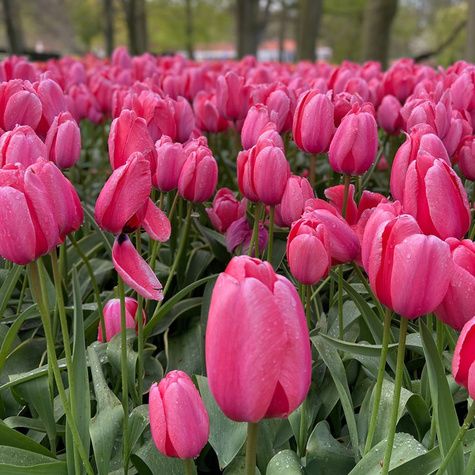 Tulipan Gigantyczny Jumbo Pink