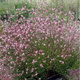 Gaura Giggles Pink Shades(C2)