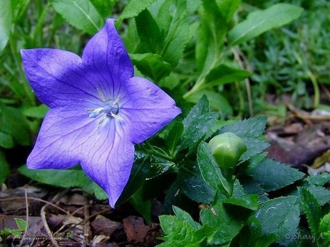 Rozwar wielkokwiatowy niebieski SADZONKA