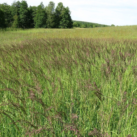 Trzcinnik piaskowy (C2)