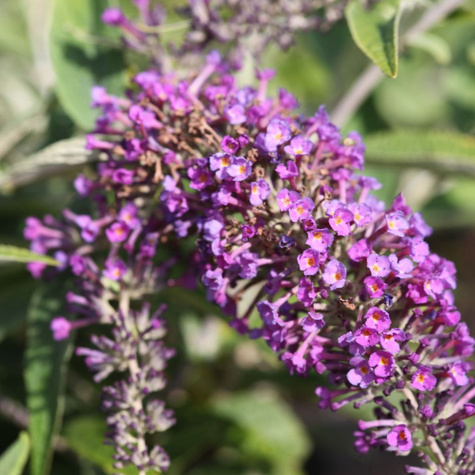 Budleja Dawida Lilac Chip