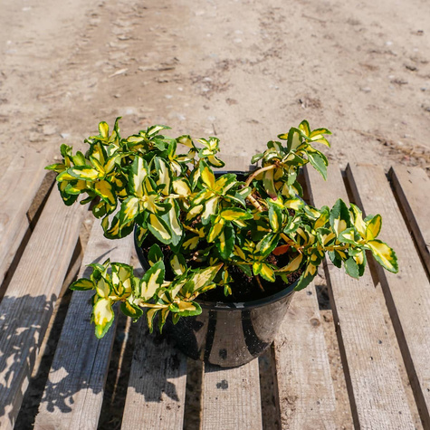 Trzmielina Fortune'a Mickaela