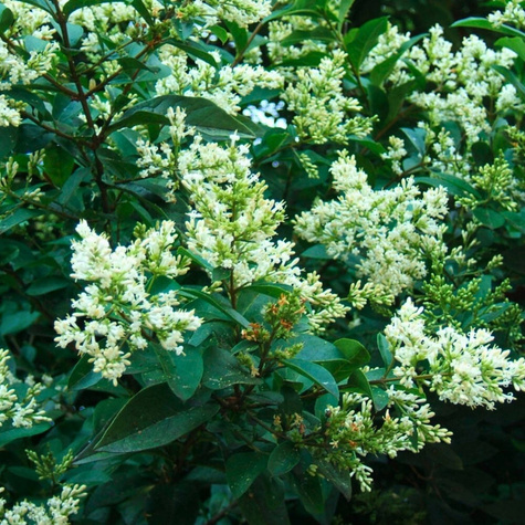 Ligustr Zimozielony Atrovirens Wielopędowy PREMIUM SADZONKI Plant Pack