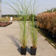 Miskant chiński Gracillimus Miscanthus sinensis 