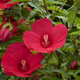 Hibiskus bylinowy Nippon Red (C2)