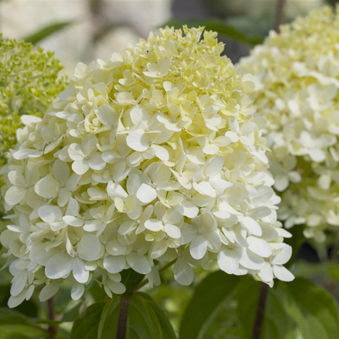 Hortensja bukietowa Bee Happy (C2)