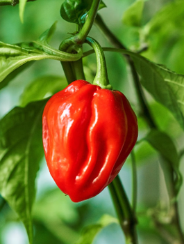 Papryka ostra Habanero Red 0,2g