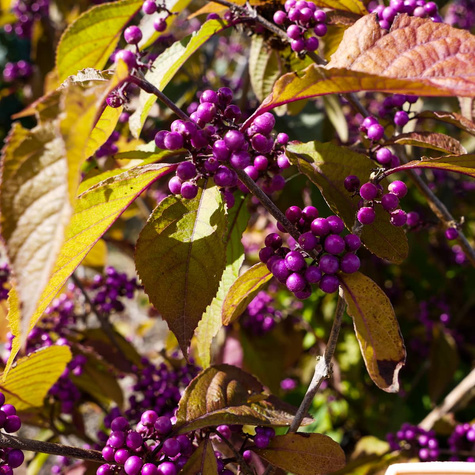 Pięknotka Bodiniera Gilarda Koralikowy Krzew (C2)