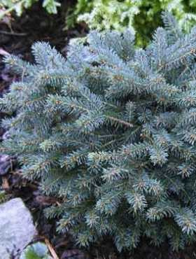 Świerk kłujący 'Sonia"