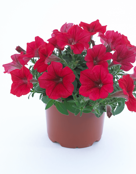 Surfinia czerwona z żyłkowaniem Table Dark Red