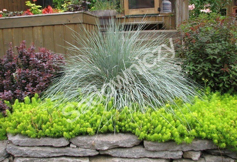 Owsiczka owies wiecznie zielona