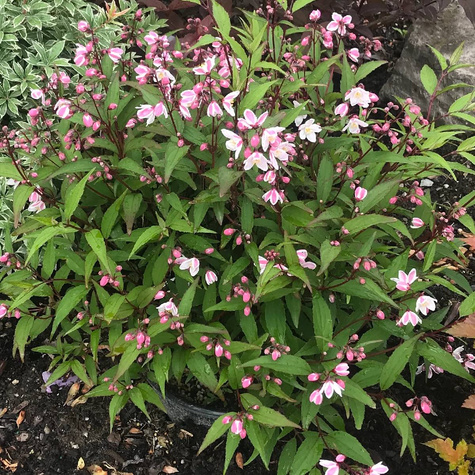 Żylistek różowy Grandiflora (P9)