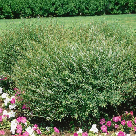 Sztobry Wierzba purpurowa Gracilis NANA 10szt.