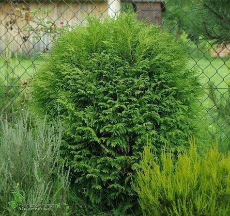 Thuja Tuja Żywotnik zachodni Woodwardii (C2)