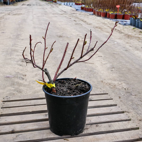 Róża Dart's Defender 'Defender'