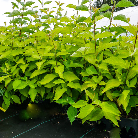 Dereń biały Aurea (P9)